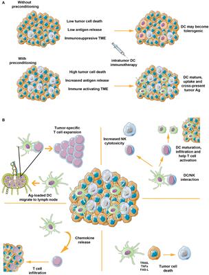 In situ Vaccination by Direct Dendritic Cell Inoculation: The Coming of Age of an Old Idea?